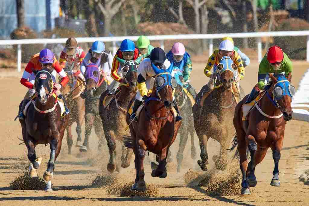 26 Fun Facts About Australia | Queensland's Quirky Quests 5 equestrian riding horse at daytime