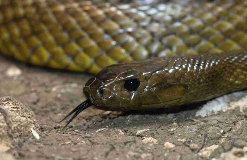 25 Fun Facts About Snakes | Know Beyond the Hiss 5 silver and gold snake on ground : fun facts about Snakes