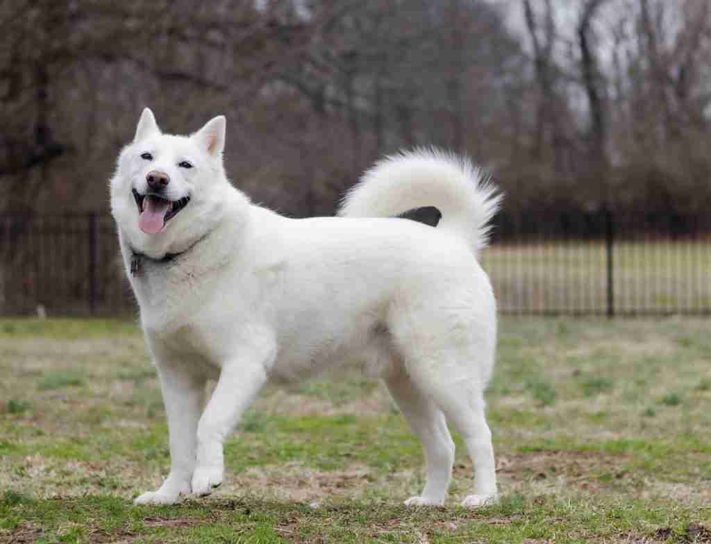 24 Fun Facts About Wolves | Journeys of Howling Echoes 5 a white dog standing on top of a lush green field