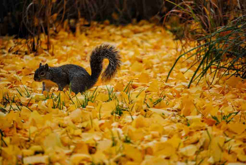 25 Fun Facts About Squirrels | Garden's Unsung Heroes 4 Squirrel on ground