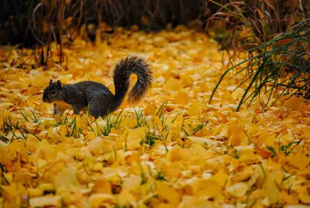 Squirrel on ground