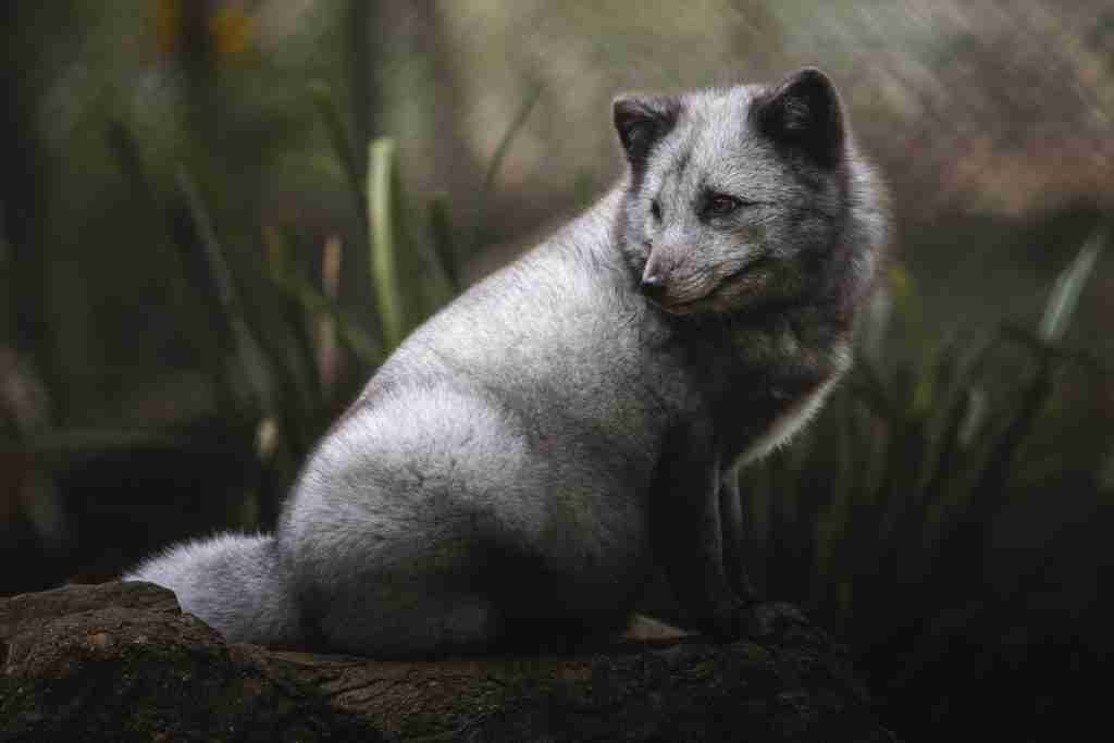 26 Fun Facts About Foxes | Surprises in Every Bushy Tail 3 a grey fox sitting on top of a rock