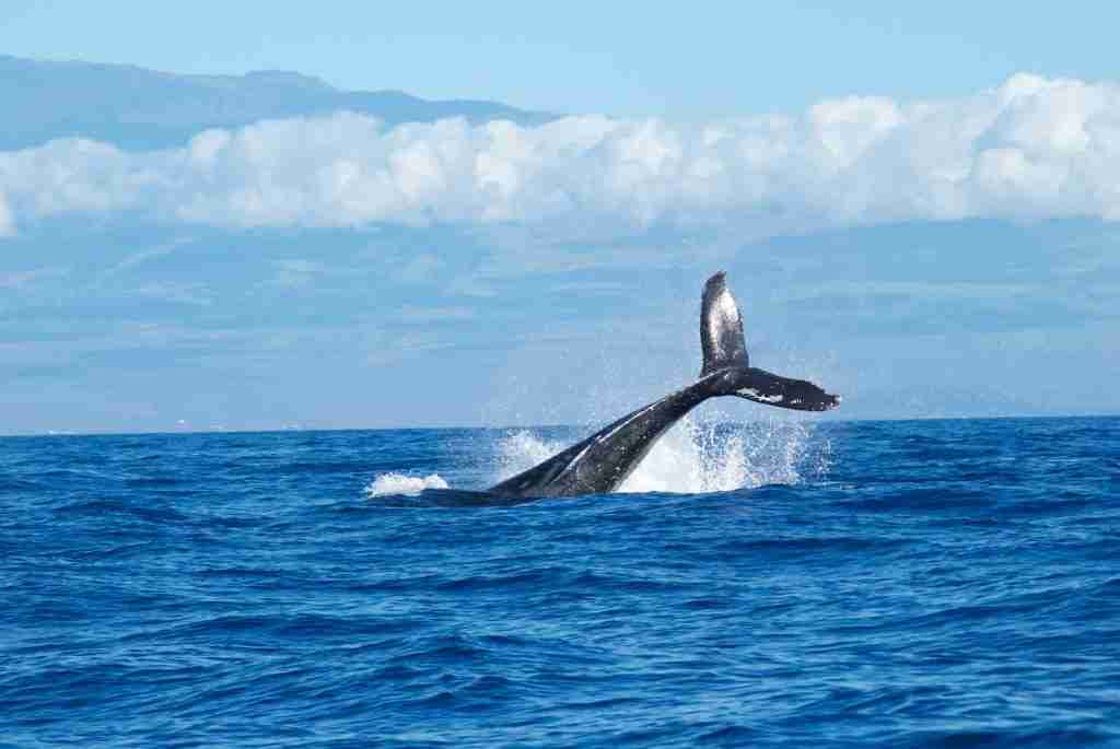 23 Fun Facts About Whales | Nature's Majestic Marine Mammals 2 Whale taking a dive