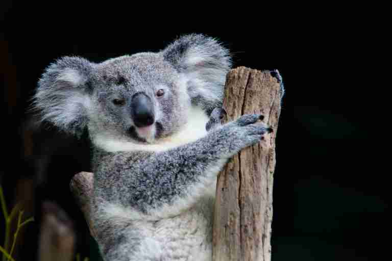 25 Fun Facts About Koalas The World's Dumbest Cuties Amazing Facts Home