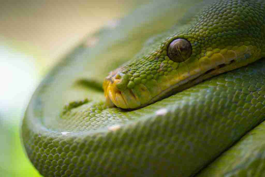 25 Fun Facts About Snakes | Know Beyond the Hiss 2 green snake in close up photography