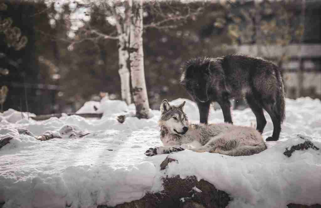 24 Fun Facts About Wolves | Journeys of Howling Echoes 4 brown and black wolf on snow covered ground during daytime
