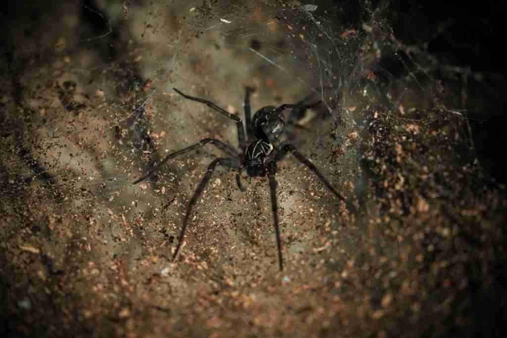 70 Creepy Facts That Will Keep You Up at Night 5 black spider on brown and black surface