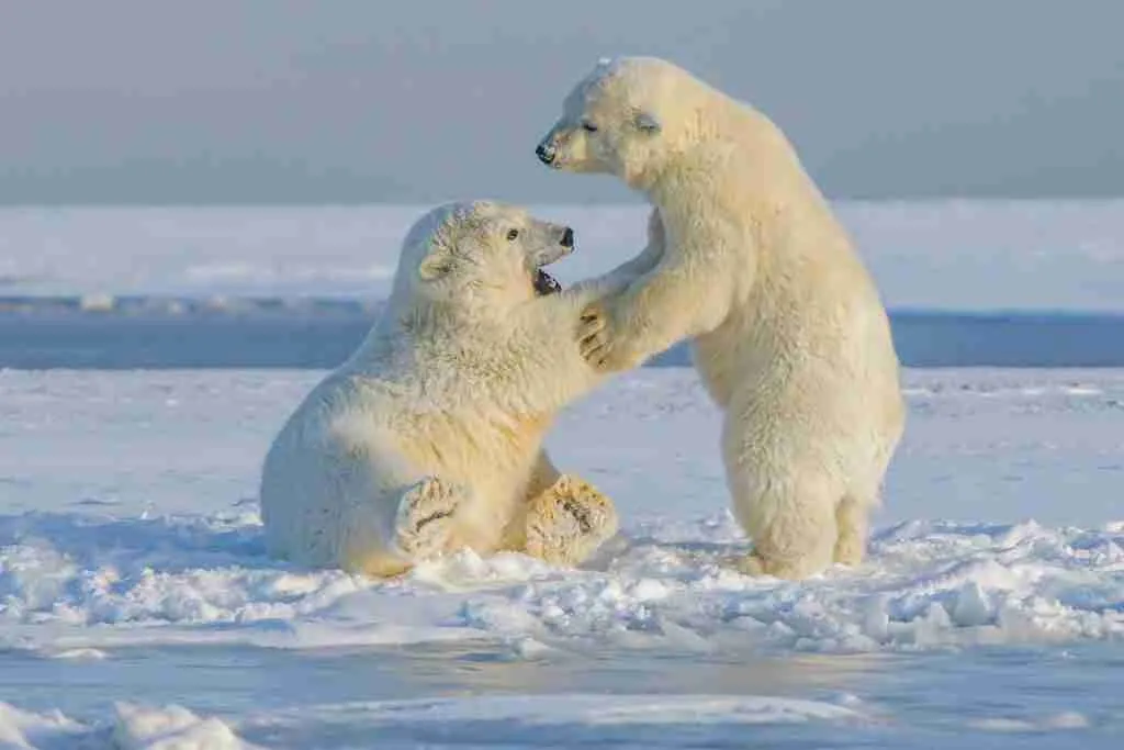 25 Fun Facts About Polar Bears | They Aren't Truly White 7 polar bear on snow covered ground during daytime