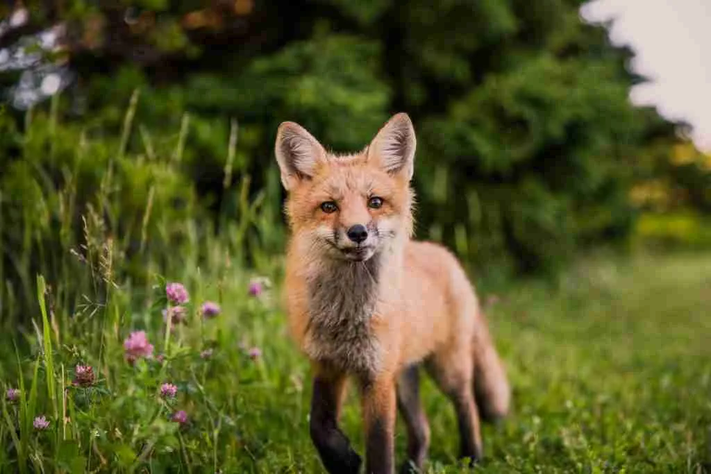 brown animal on green grass