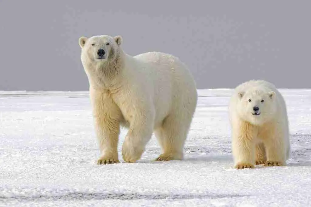 25 Fun Facts About Polar Bears | They Aren't Truly White 2 polar bear on snow covered ground during daytime