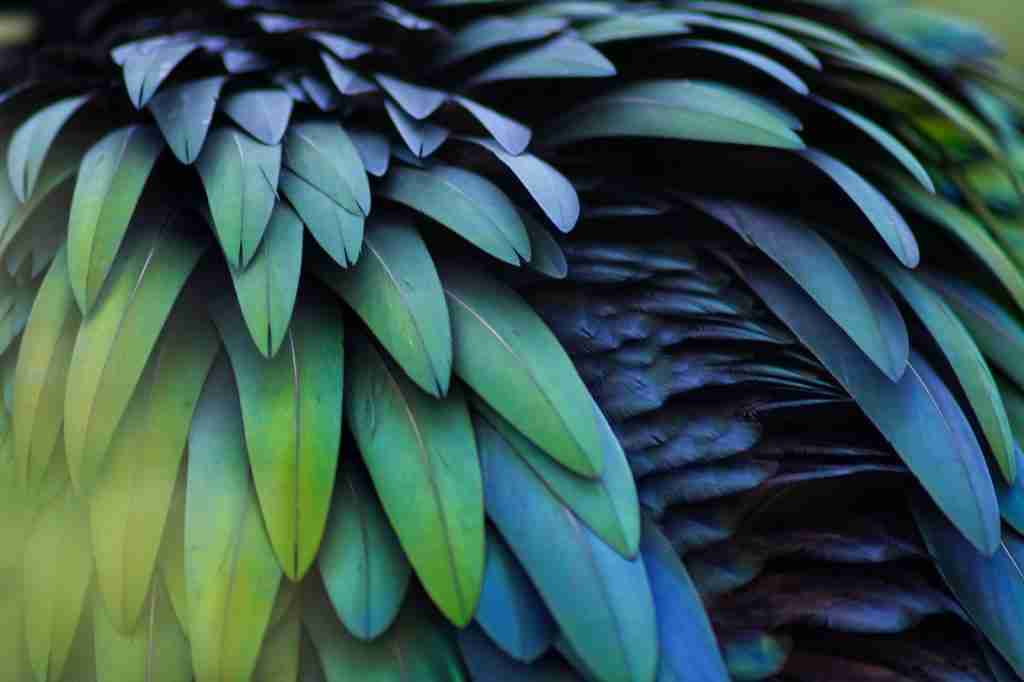 26 Fun Facts About Birds | Flight with Feathered Marvels 3 a close up of a green and blue bird's feathers