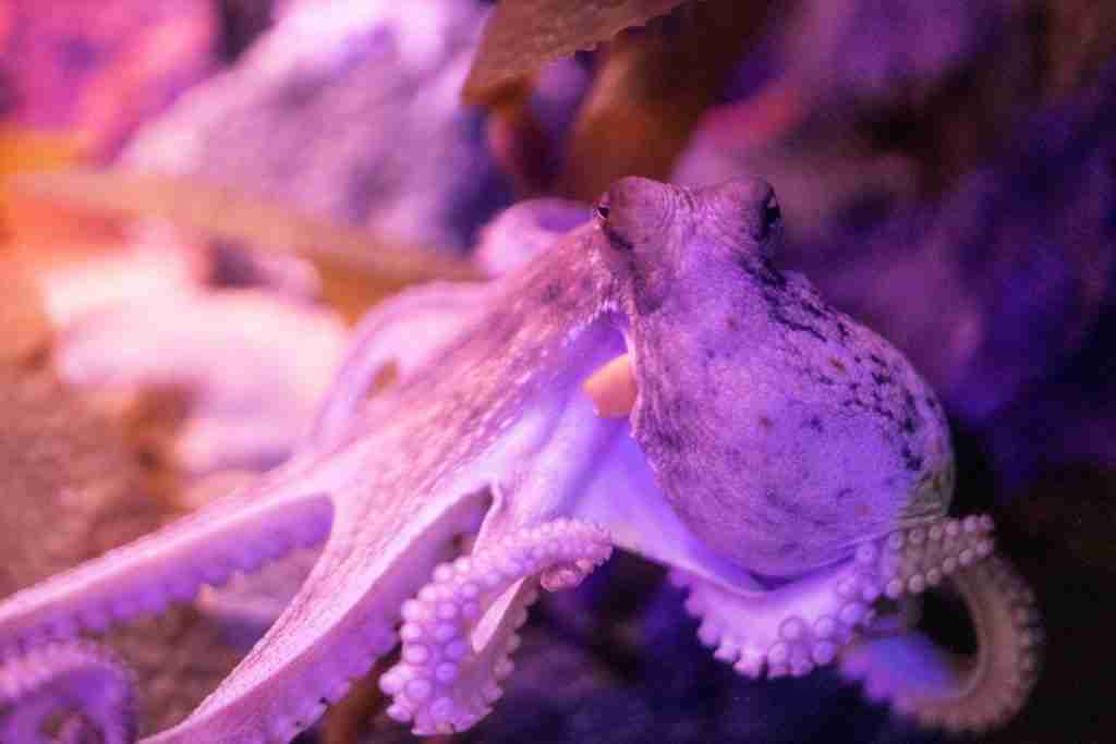 26 Fun Facts About Octopus | Jump into Marine Marvels 3 purple octopus