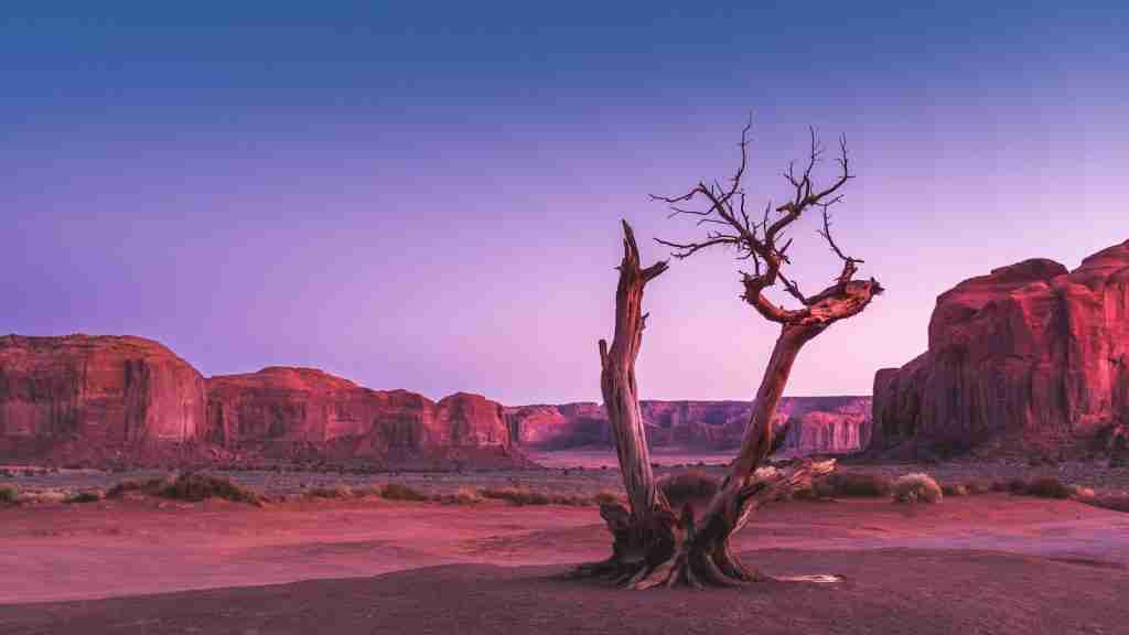 25 Fun Facts About Africa | The Continent's Untold Stories 5 withered tree in middle of field with mountain in background