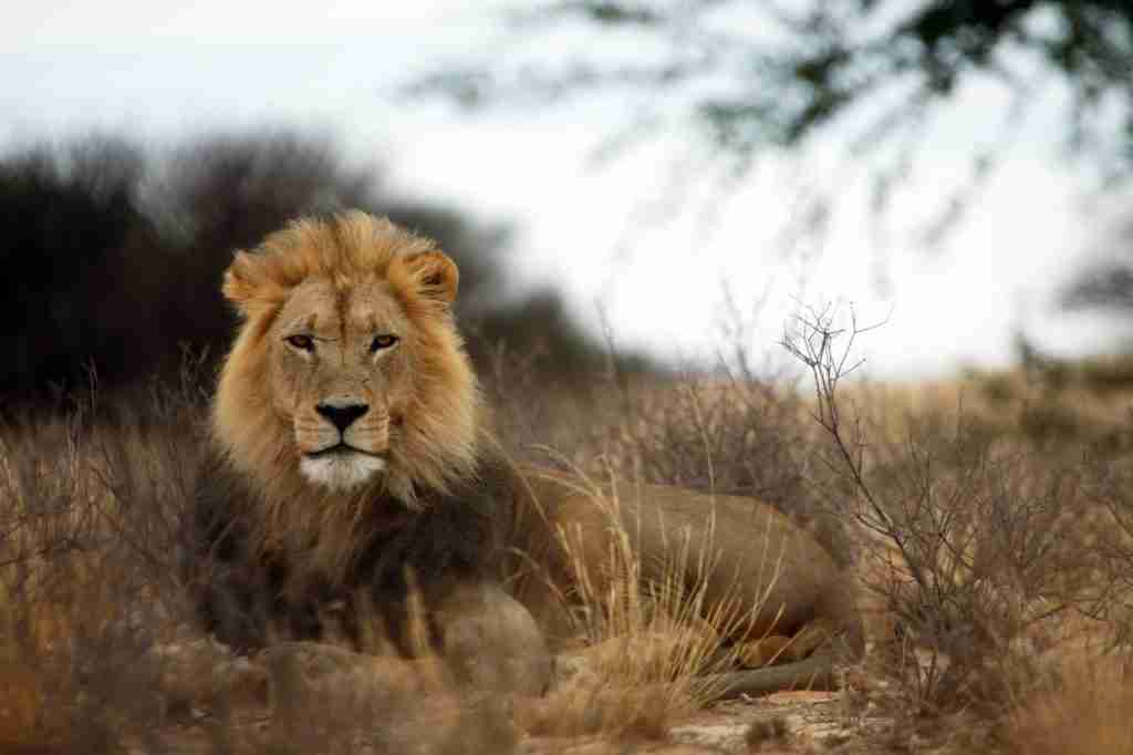 23 Fun Facts About Lions That Will Blow Your Mind 2 A brown lion resting