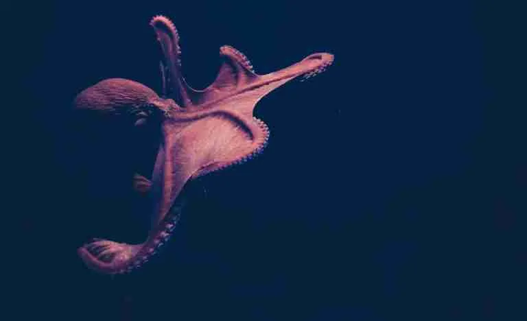 26 Fun Facts About Octopus | Jump into Marine Marvels 16 brown octopus on black surface