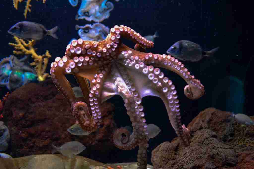 26 Fun Facts About Octopus | Jump into Marine Marvels 1 brown octopus : fun facts about Octopus