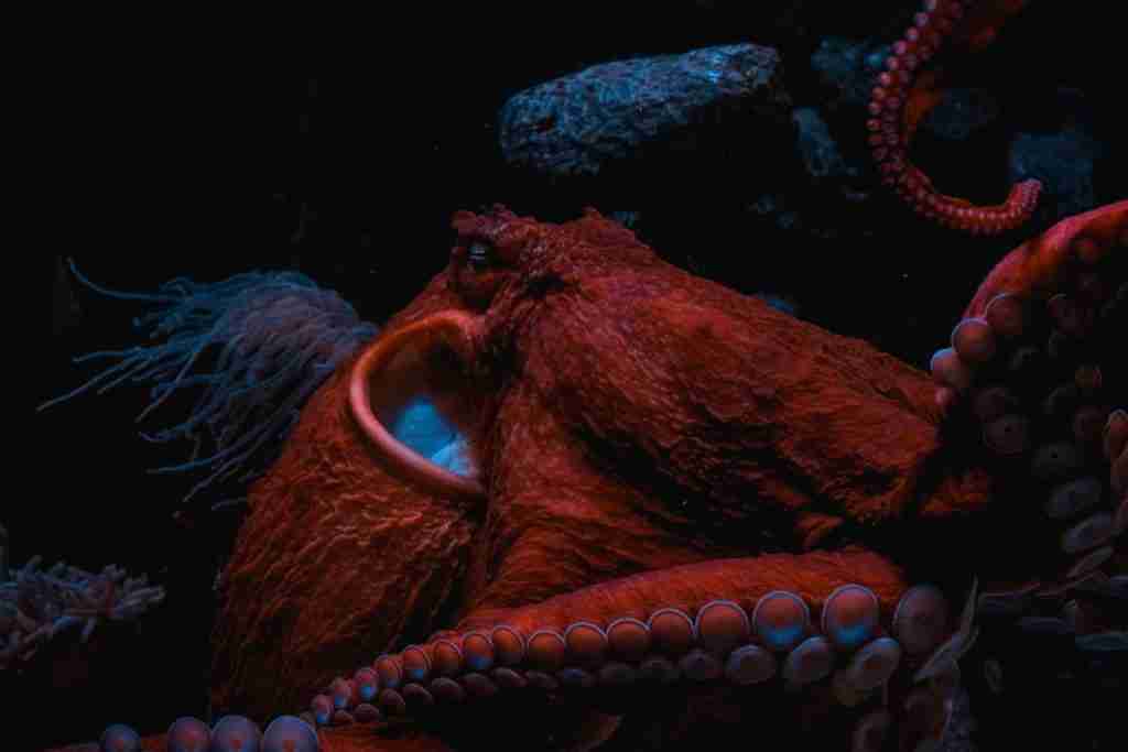 26 Fun Facts About Octopus | Jump into Marine Marvels 5 brown animal with white and black polka dot hair