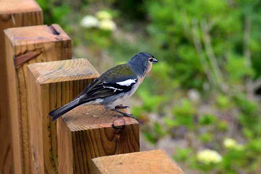 26 Fun Facts About Birds | Flight with Feathered Marvels 2 a small bird perched on a wooden fence