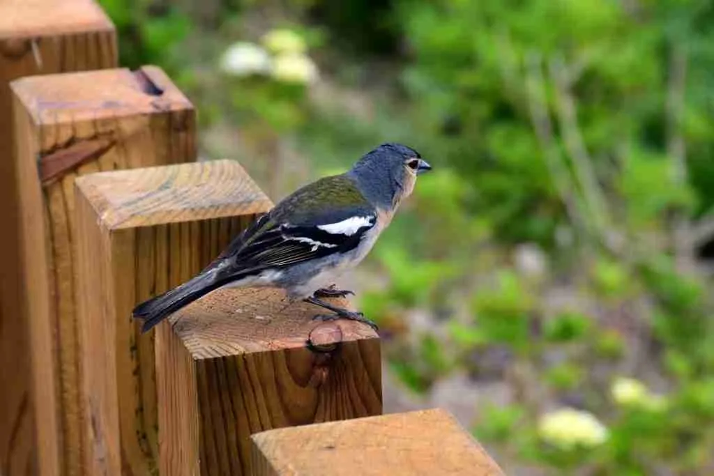 26 Fun Facts About Birds | Flight with Feathered Marvels 4 a small bird perched on a wooden fence