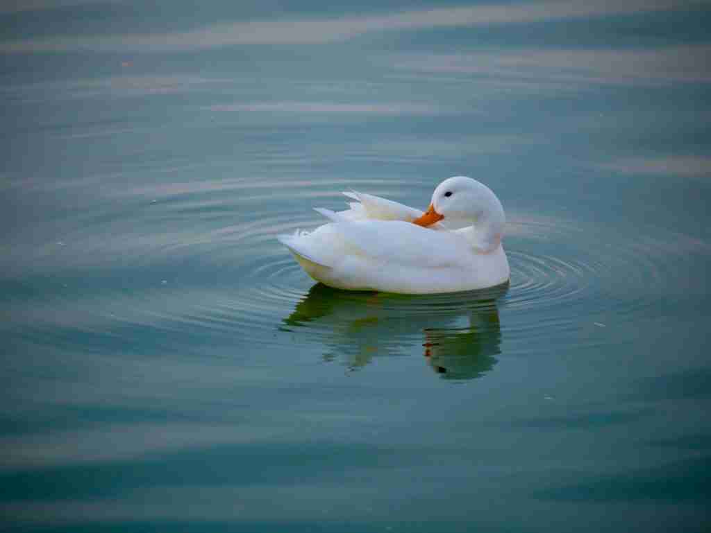25 Fun Facts About Ducks | Bet You Didn't Know 2 white duck in a body of water during daytime : Fun Facts About Ducks