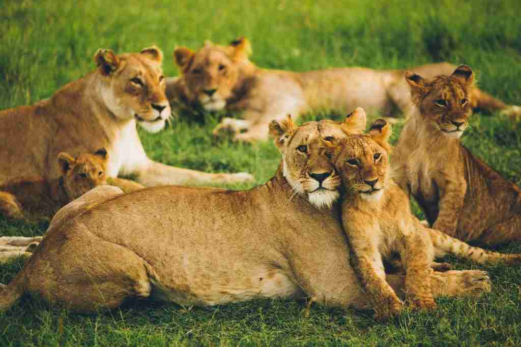 23 Fun Facts About Lions That Will Blow Your Mind 1 A lioness with cubs