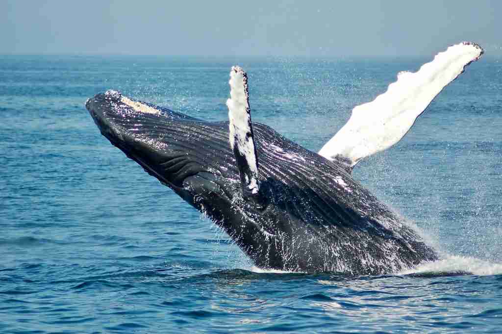 23 Fun Facts About Whales | Nature's Majestic Marine Mammals 1 blue whale rising out of sea : fun facts about Whales