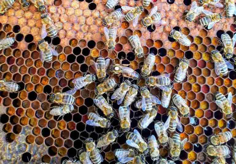 26 Fun Facts About Bees | From Honey to Wonder 14 bees on honeycomb