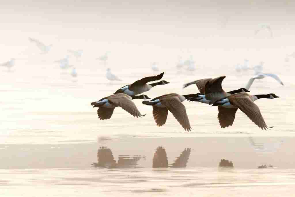 26 Fun Facts About Birds | Flight with Feathered Marvels 4 flock of mallard ducks : fun facts about Birds