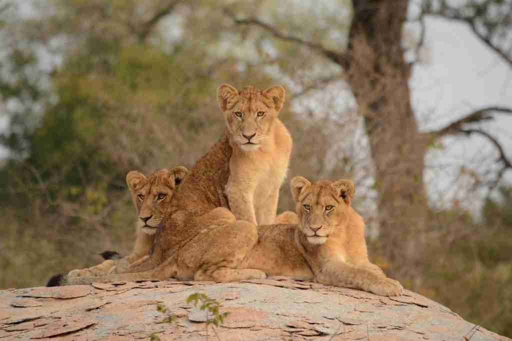 23 Fun Facts About Lions That Will Blow Your Mind 3 Lions in their pride