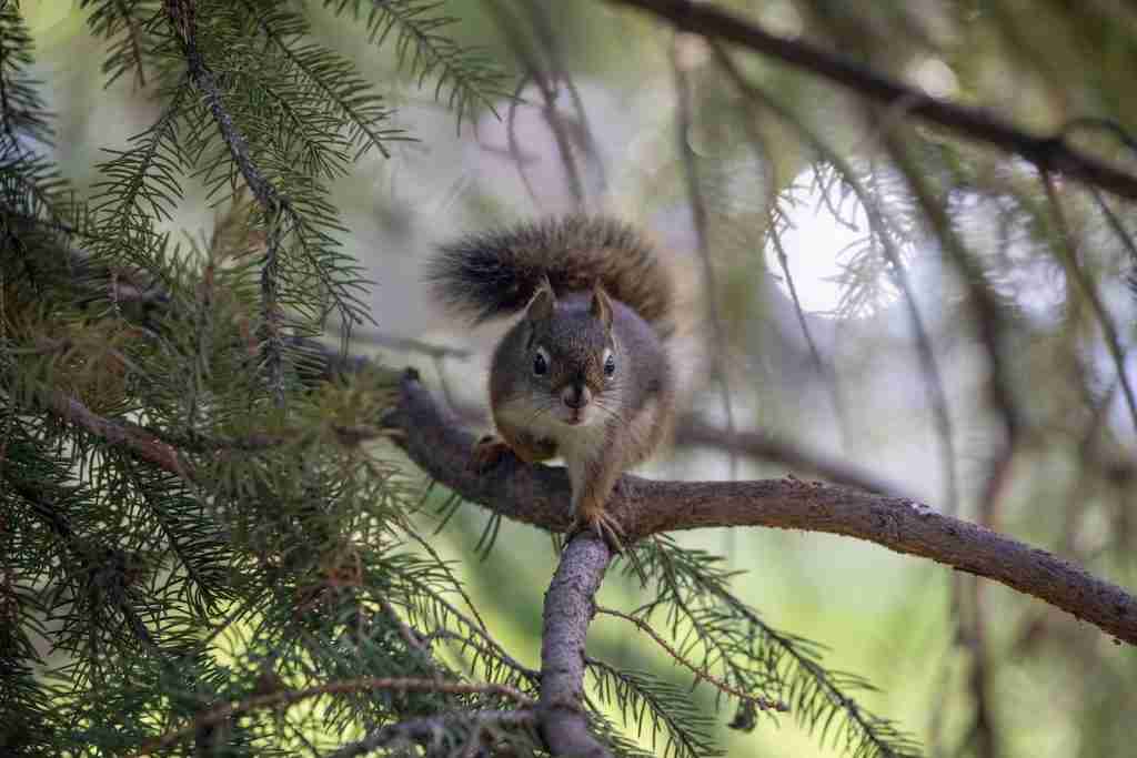 25 Fun Facts About Squirrels | Garden's Unsung Heroes 2 squirrel on tree branch