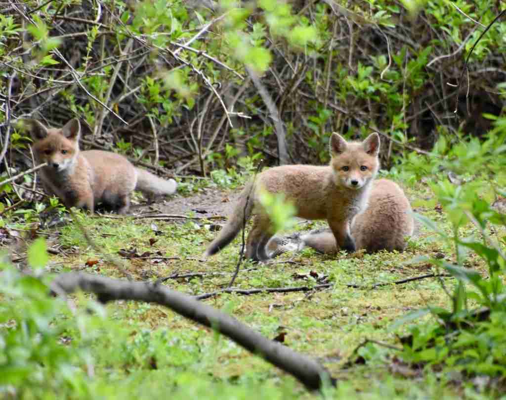 26 Fun Facts About Foxes | Surprises in Every Bushy Tail 4 a couple of foxes sitting on top of a grass covered field