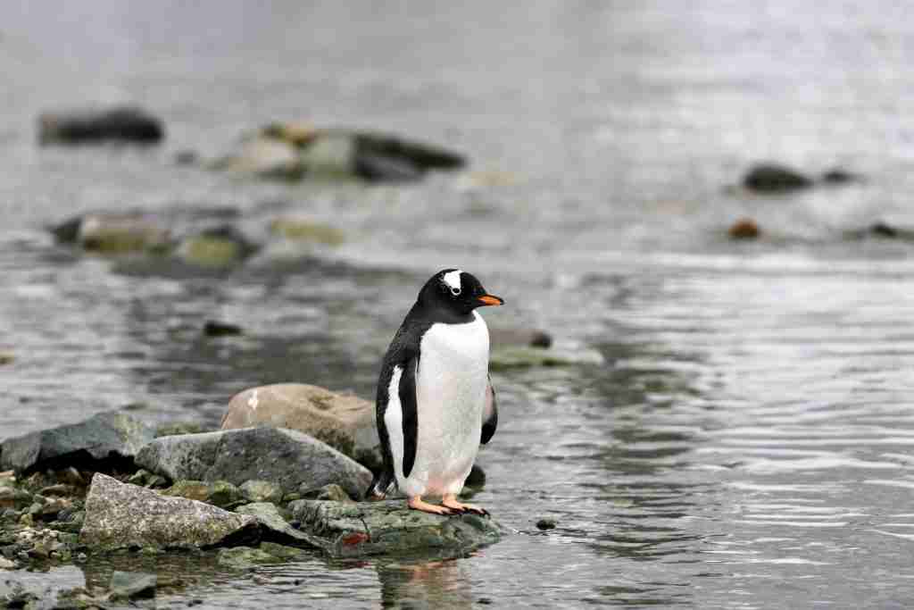 24 Fun Facts About Penguins You Never Knew 1 a penguin standing on a rock : Fun Facts About Penguins