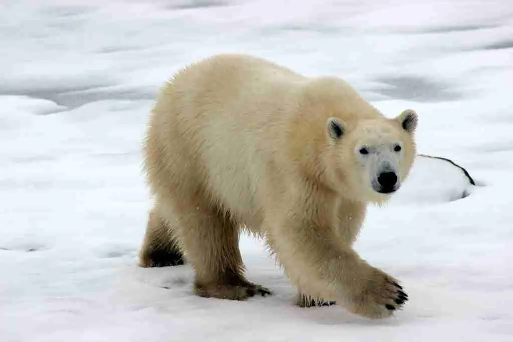 25 Fun Facts About Polar Bears | They Aren't Truly White 4 polar bear