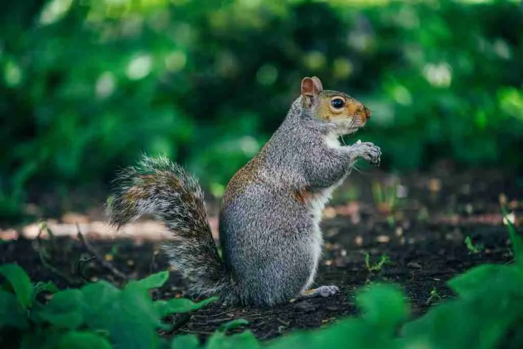 gray and brown squirrel : fun facts about Squirrels