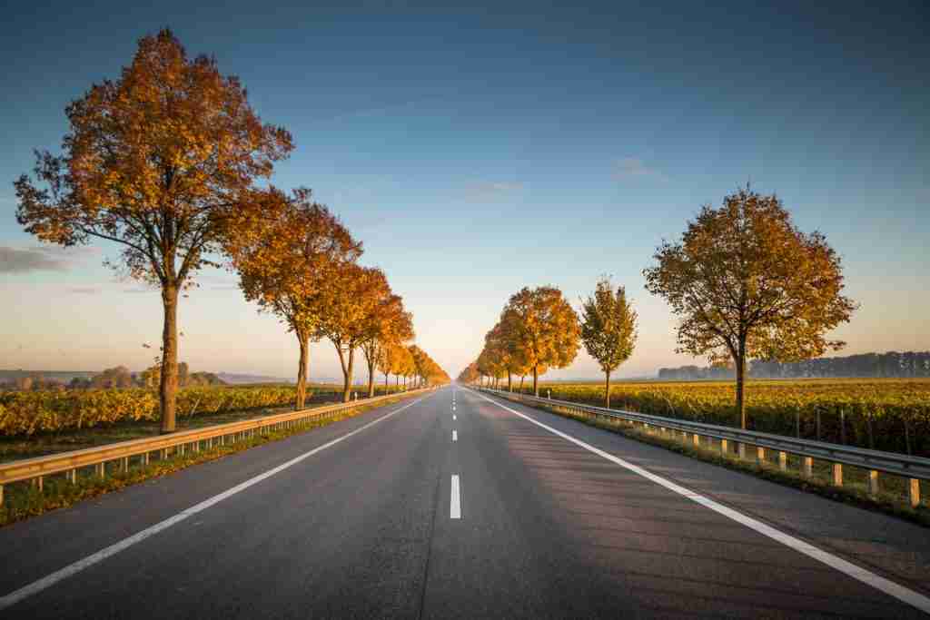 26 Fun Facts About Australia | Queensland's Quirky Quests 2 long straight road with trees on the side : fun facts about Australia