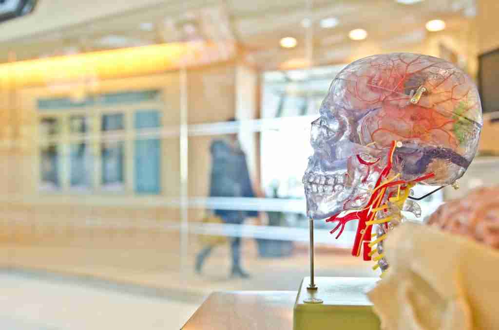 selective focus phot of artificial human skull : fun facts about the Brain