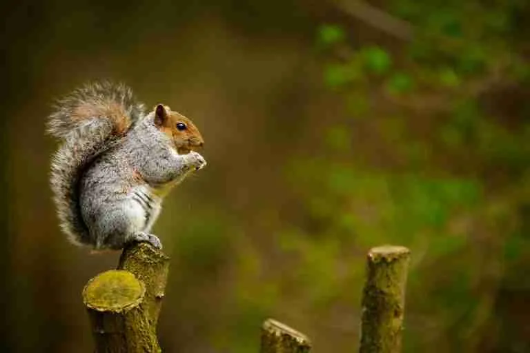25 Fun Facts About Squirrels | Garden's Unsung Heroes 15 squirrel on tree trunk