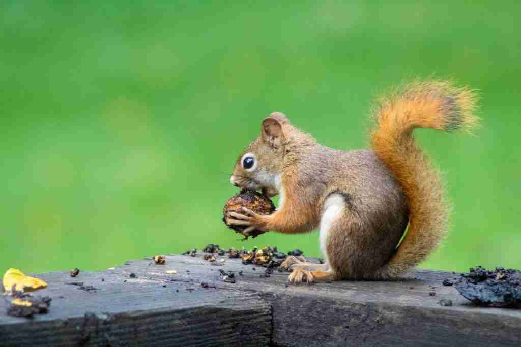 25 Fun Facts About Squirrels | Garden's Unsung Heroes 1 brown squirrel eating nuts