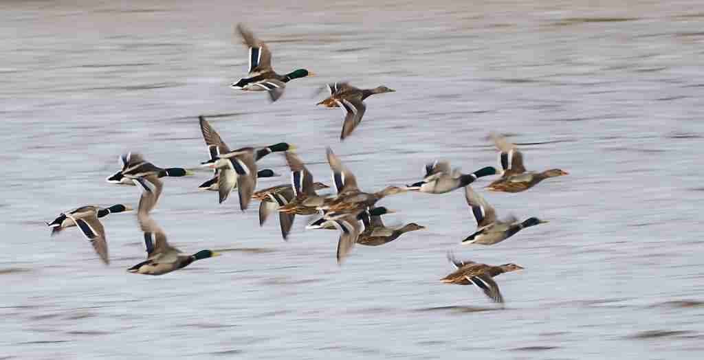 25 Fun Facts About Ducks | Bet You Didn't Know 3 flock of duck flying during daytime
