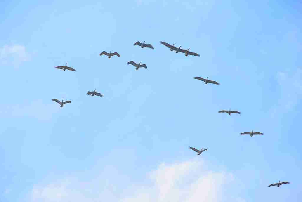 26 Fun Facts About Birds | Flight with Feathered Marvels 5 flock of birds flying under blue sky during daytime