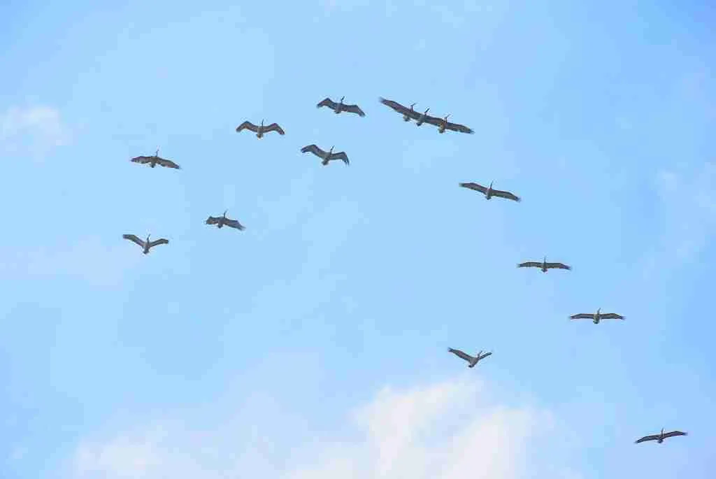 26 Fun Facts About Birds | Flight with Feathered Marvels 7 flock of birds flying under blue sky during daytime
