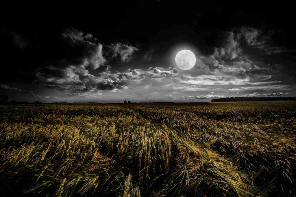 green grassland during night time