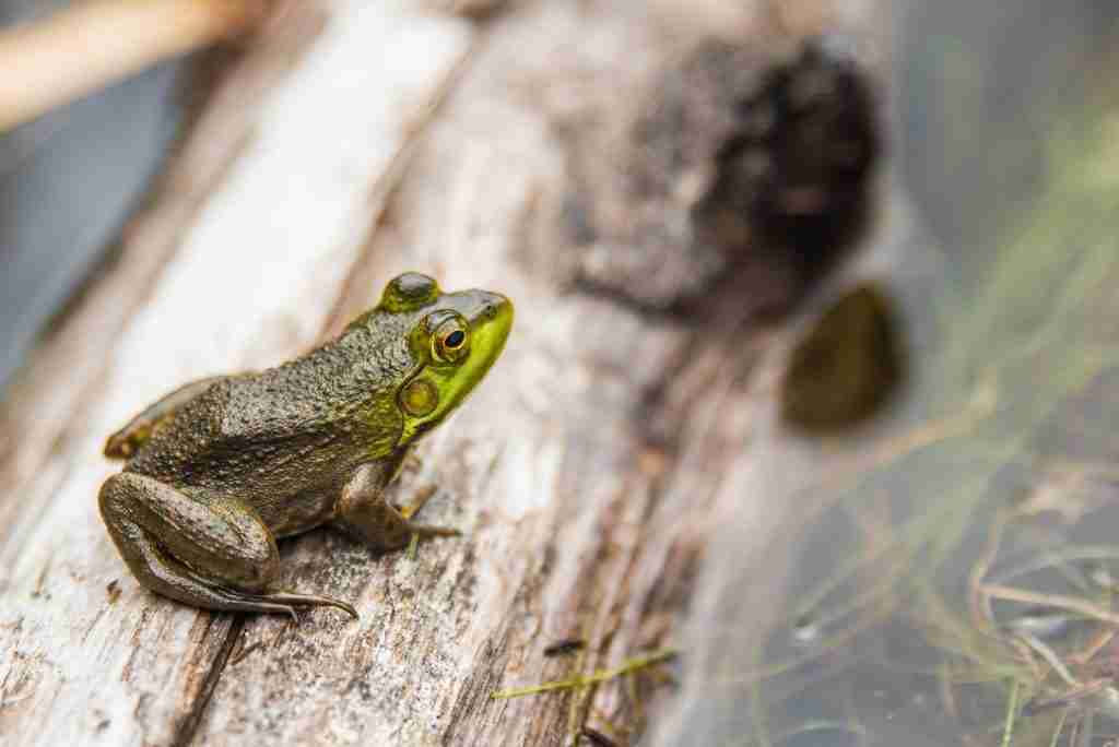 25 Fun Facts About Africa | The Continent's Untold Stories 2 green frog in macro shot photography