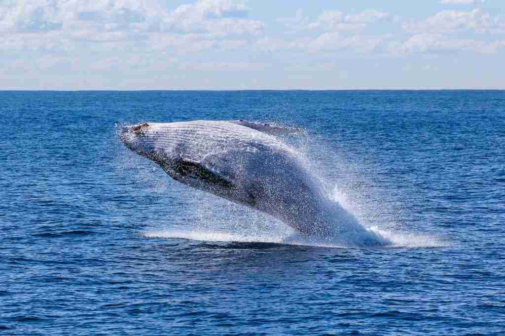 70 Creepy Facts That Will Keep You Up at Night 2 gray whale jumping on sea at daytime