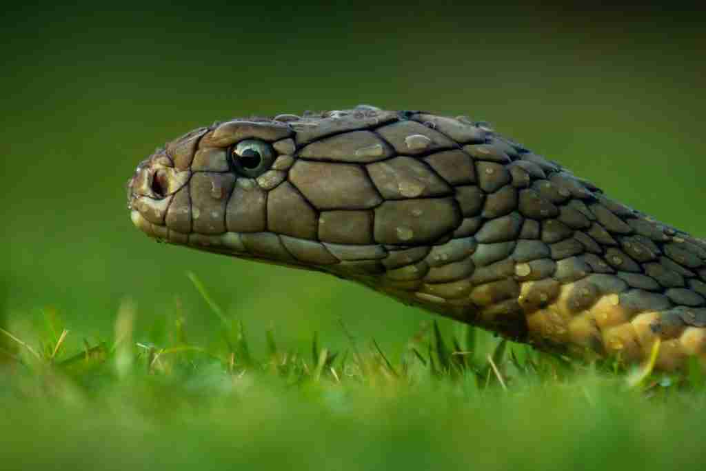 25 Fun Facts About Snakes | Know Beyond the Hiss 4 brown snake on green grass