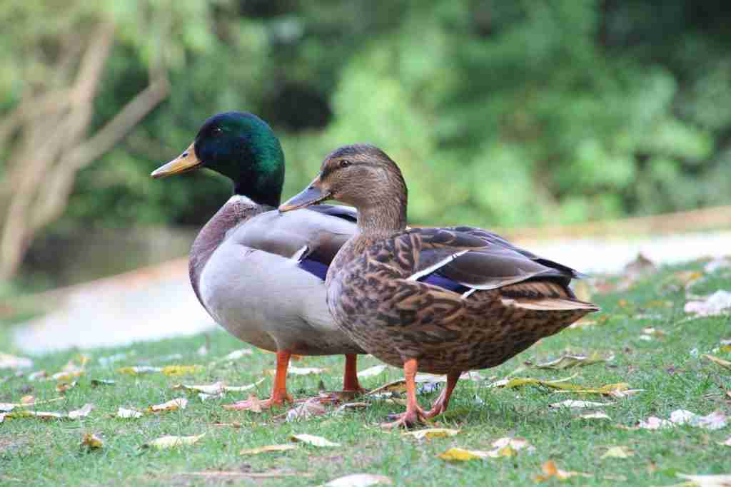 25 Fun Facts About Ducks | Bet You Didn't Know 1 brown and white duck on green grass during daytime