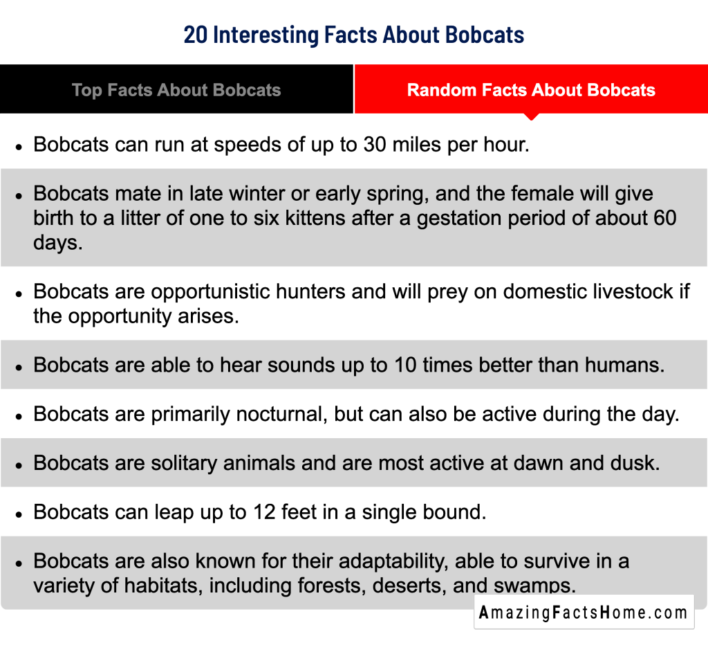 20 Interesting Facts About Bobcats - Random Facts About Bobcats