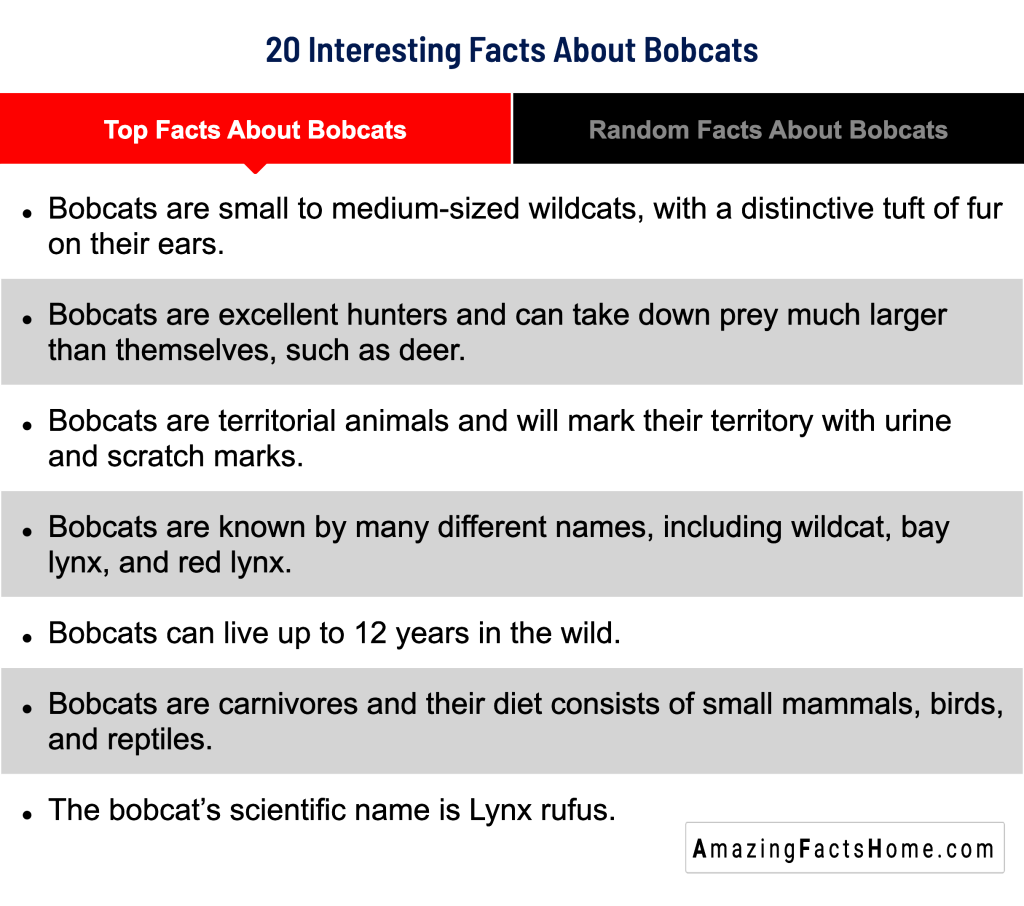20 Interesting Facts About Bobcats - Top Facts About Bobcats