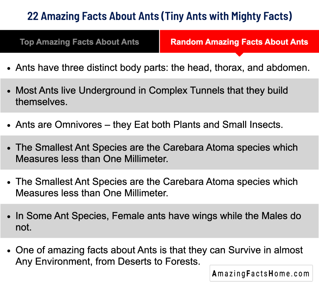 22 Amazing Facts About Ants (Tiny Ants with Mighty Facts) - Random Amazing Facts About Ants