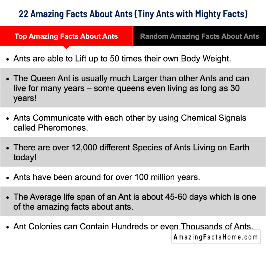 22 Amazing Facts About Ants (Tiny Ants with Mighty Facts) - Top Amazing Facts About Ants